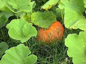 Kürbis                               